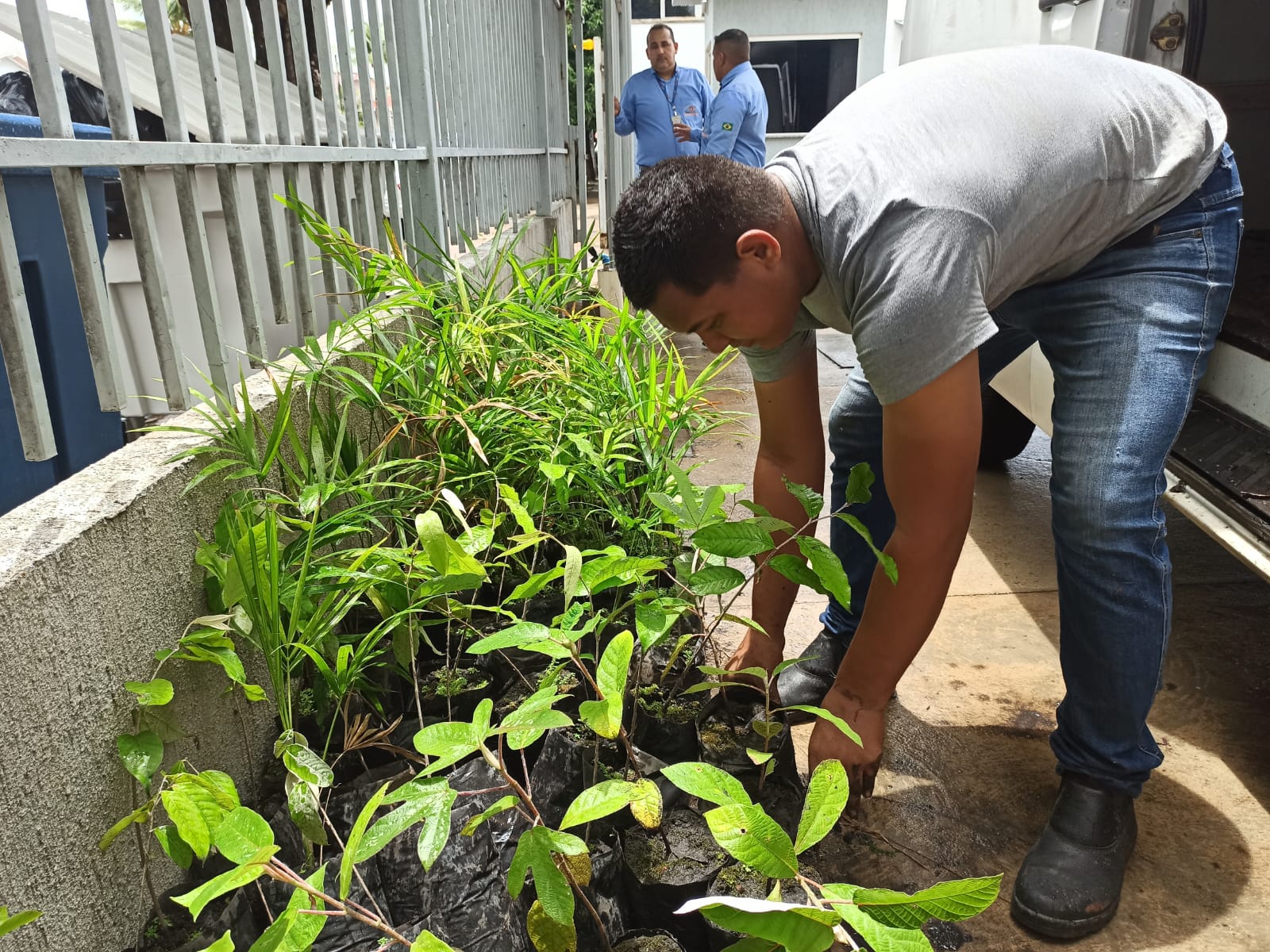 imagem colorida mostra homem de camisa cinza e calça jeans agachando-se para pegar uma muda de planta. Outras mudas estão frente ao homem.