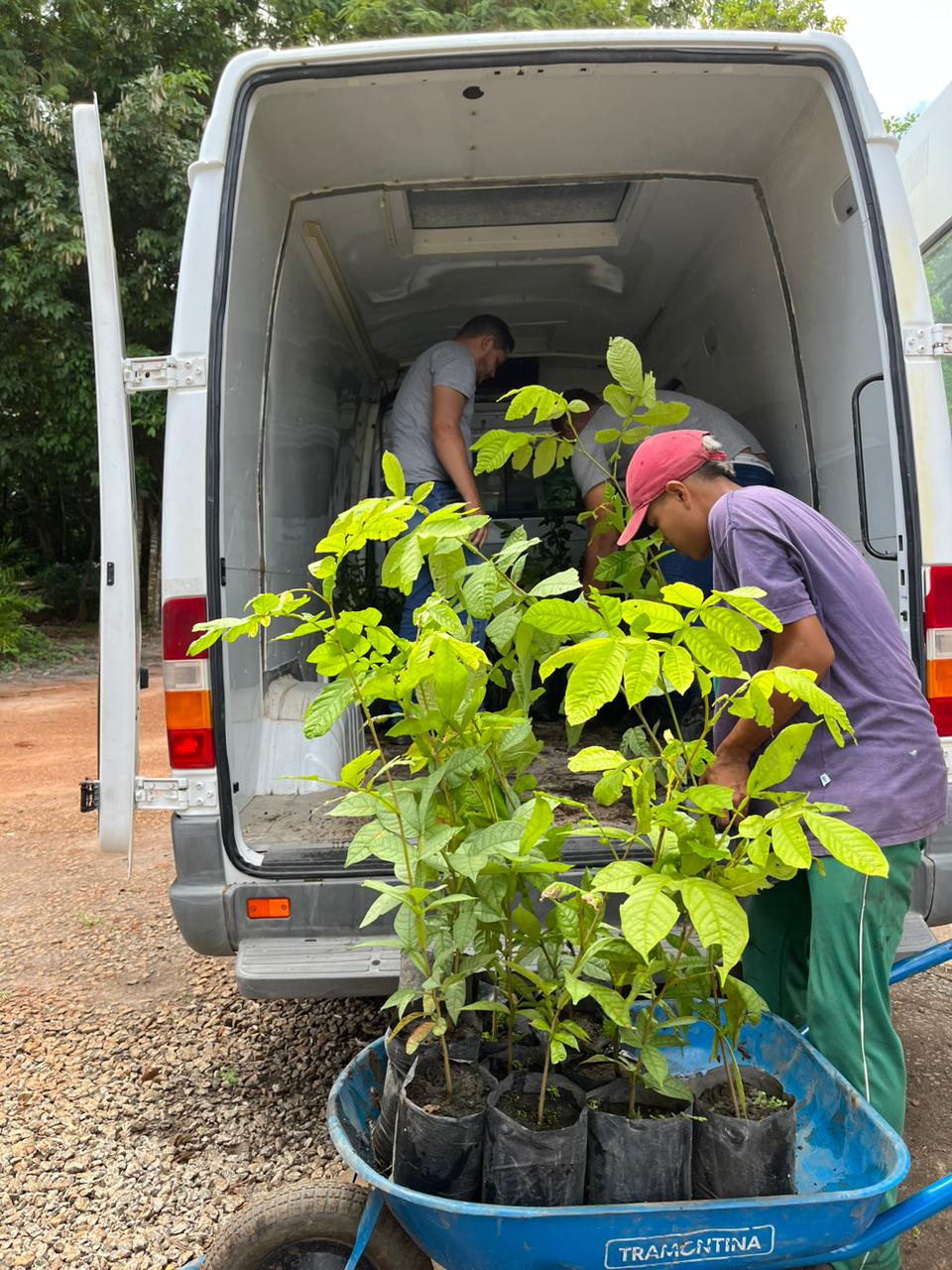  Imagem 1- Imagem colorida mostra a traseira de um veículo branco com 3 homens descarregando  mudas de plantas do veículo e colocando-as  em um carrinho de mão azul