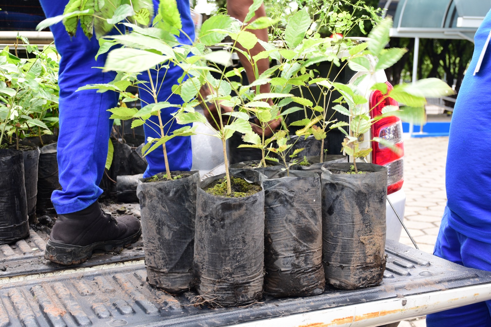 foto colorida dando enfoque nas mudas de plantas que estão encima da carroceria de um carro prontas para serem retiradas