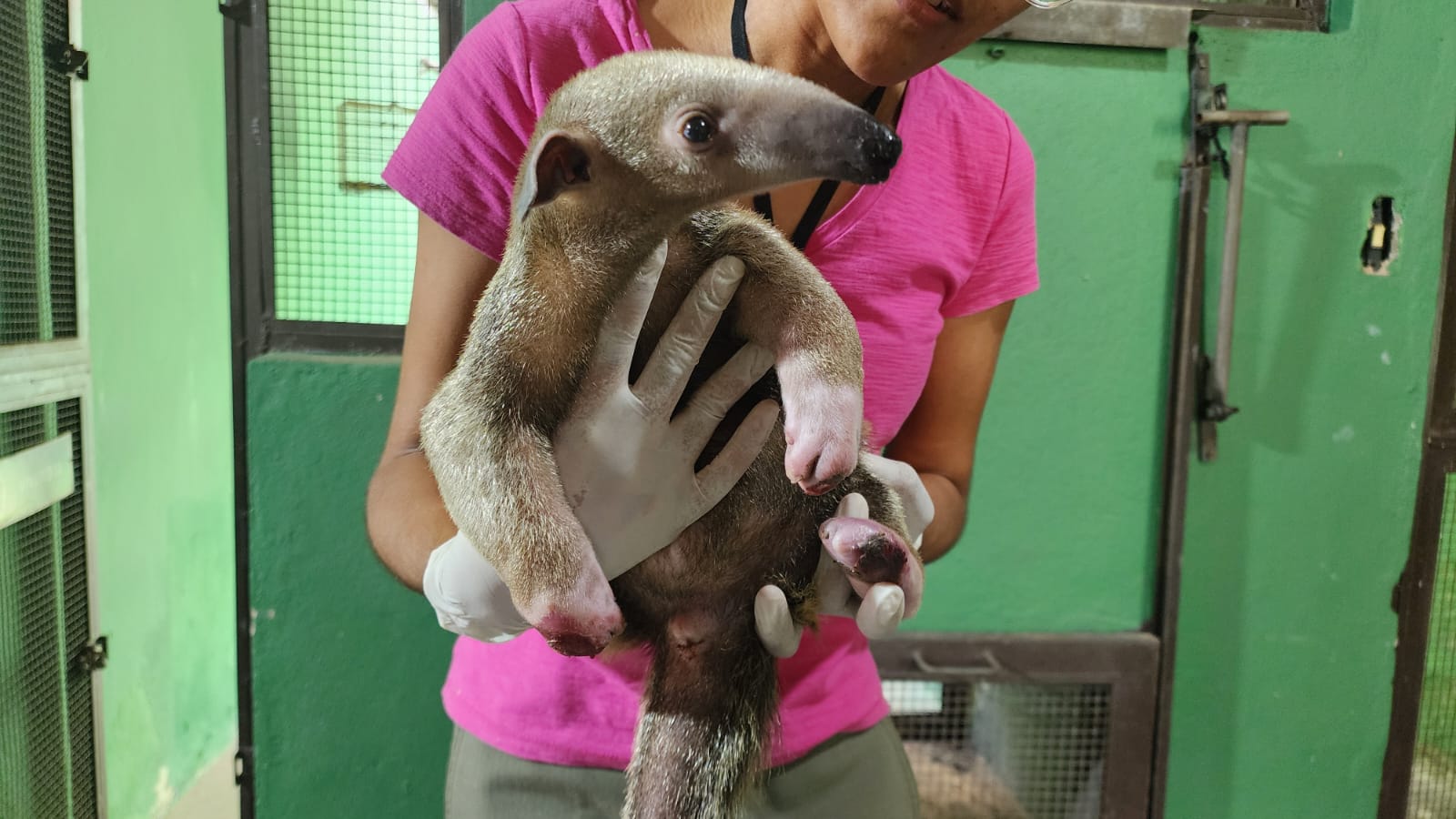 Imagem colorida de um tamanduá mirim com as patas queimadas 