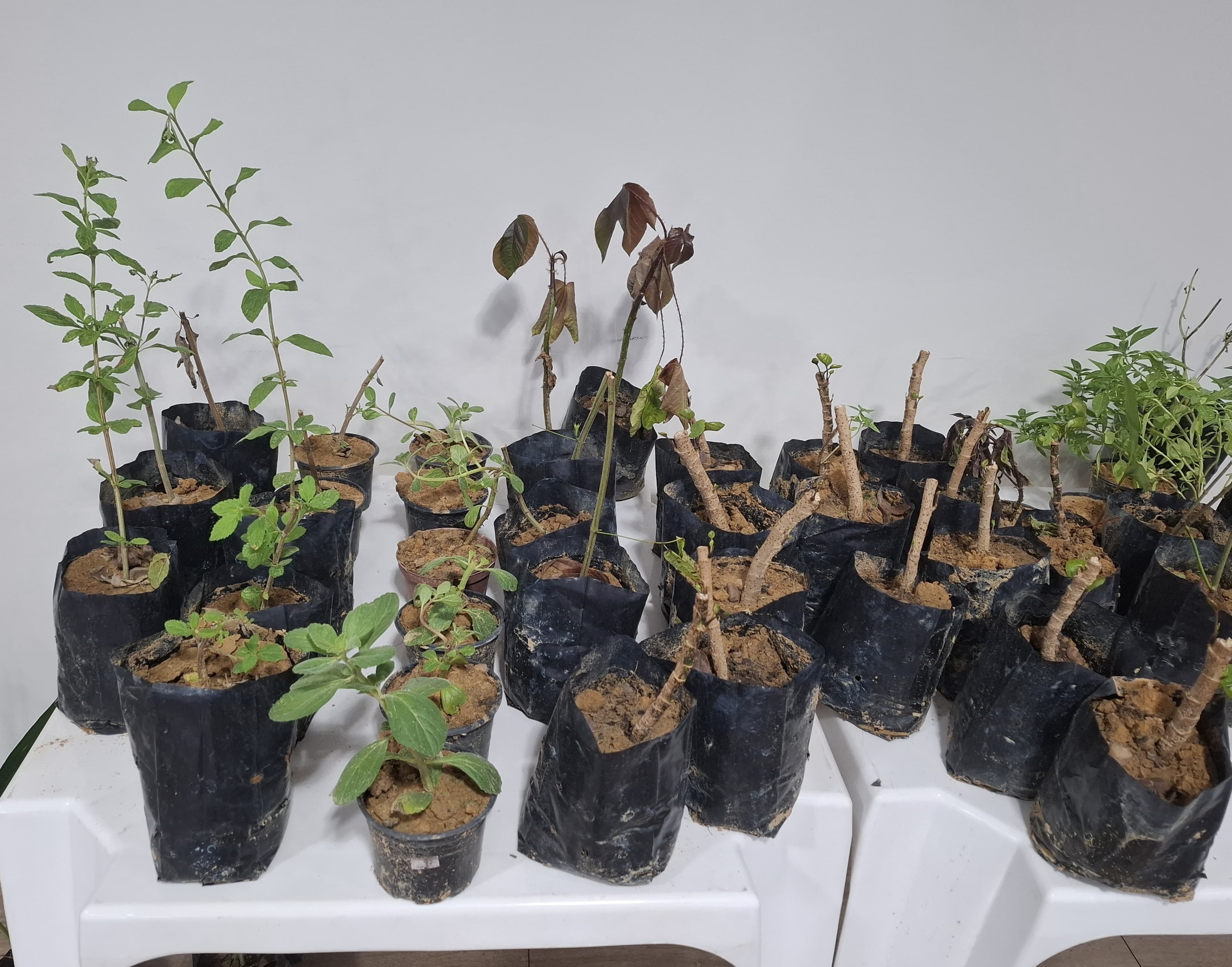 A imagem colorida mostra várias pequenas mudas de plantas em sacos plásticos pretos, dispostas sobre uma superfície branca. A imagem colorida mostra várias pequenas mudas de plantas em sacos plásticos pretos, dispostas sobre uma superfície branca.