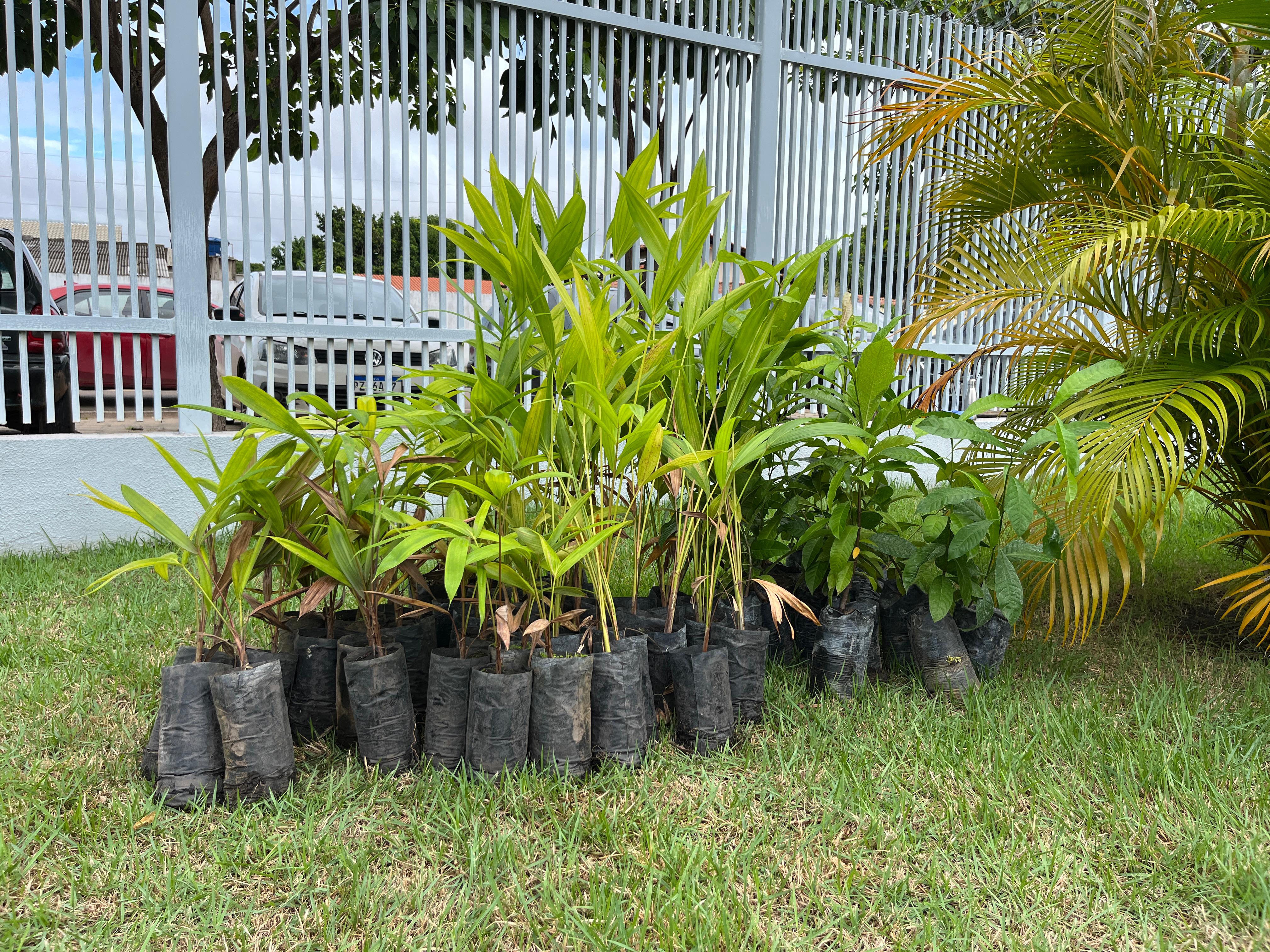 A imagem colorida contém diversas mudas de plantas jovens, dispostas sobre a grama ao lado de uma cerca. A imagem colorida contém diversas mudas de plantas jovens, dispostas sobre a grama ao lado de uma cerca.