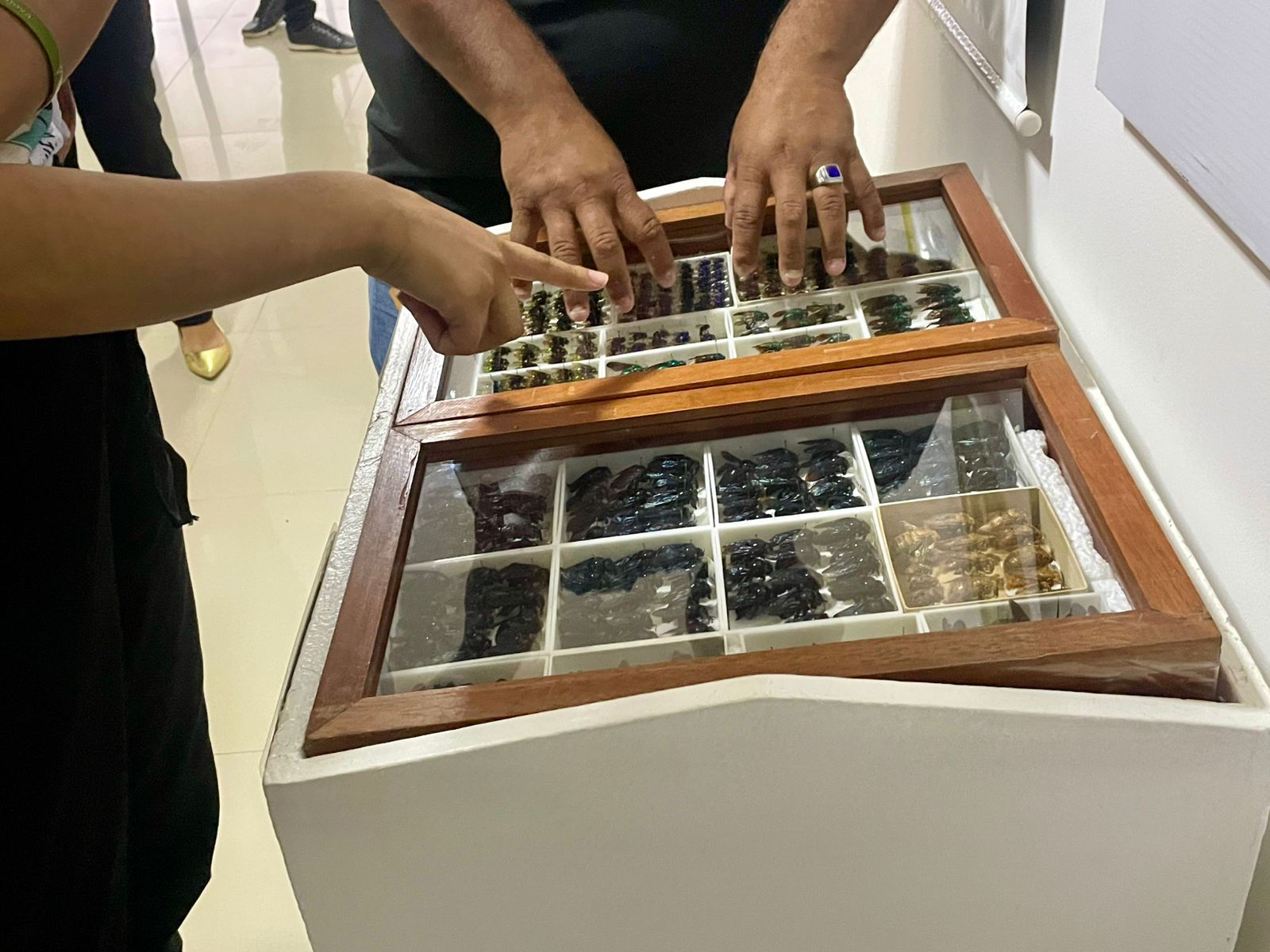imagem mostra duas pessoas, aparentemente um homem e uma mulher, observando uma caixa de exposição com tampa de vidro. A caixa contém diversas espécies de insetos organizados em compartimentos. As mãos do homem estão sobre a caixa, e a mão da mulher aponta para um dos compartimentos. Há outra caixa similar com insetos logo abaixo da primeira. imagem mostra duas pessoas, aparentemente um homem e uma mulher, observando uma caixa de exposição com tampa de vidro. A caixa contém diversas espécies de insetos organizados em compartimentos. As mãos do homem estão sobre a caixa, e a mão da mulher aponta para um dos compartimentos. Há outra caixa similar com insetos logo abaixo da primeira.