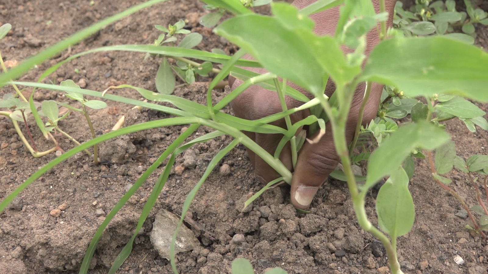 imagem colorida dando enfoque de uma mão de uma pessoas plantando. imagem colorida dando enfoque de uma mão de uma pessoas plantando.