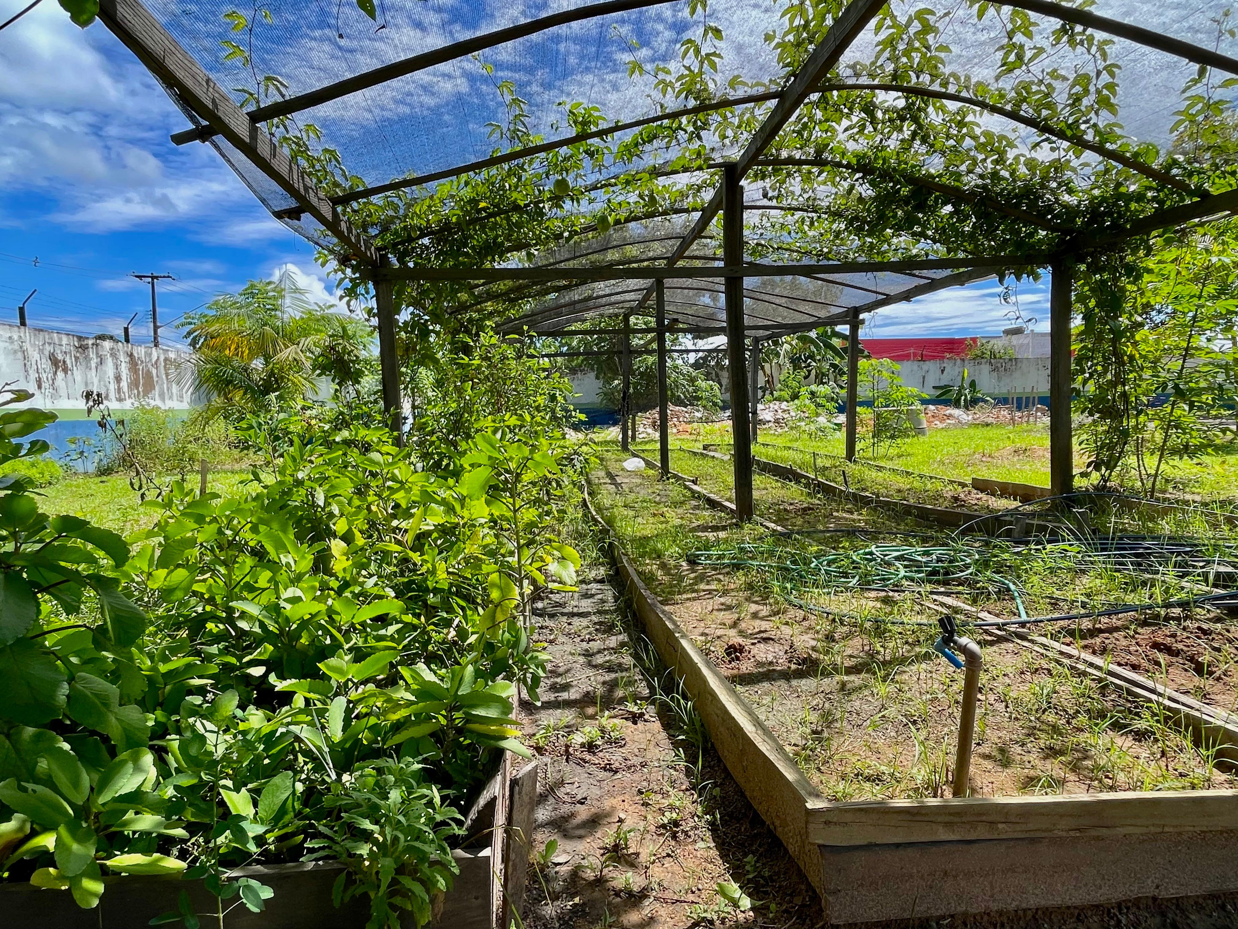 imagem colorida de uma horta. imagem colorida de uma horta.