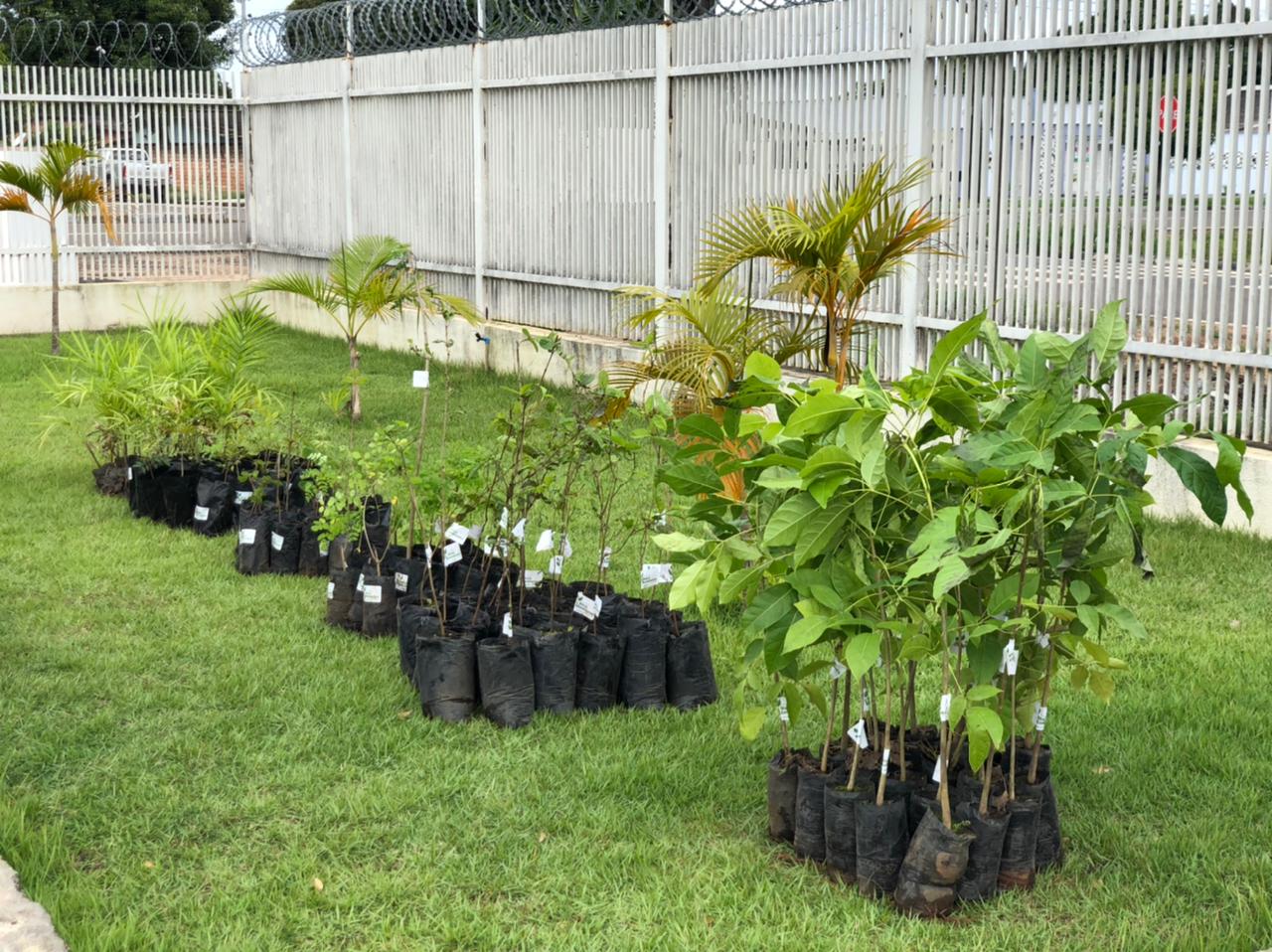 Mudas de plantas em cima da grama, separadas por espécies.