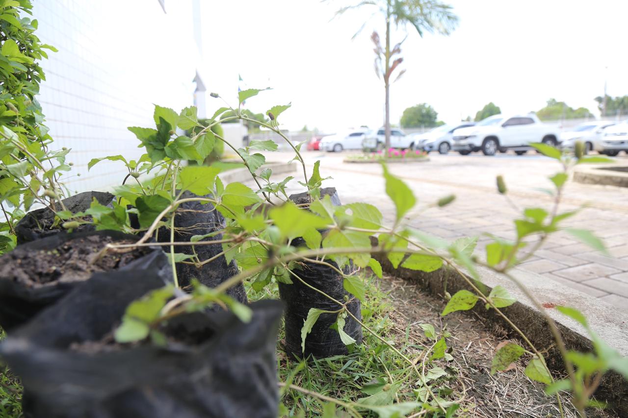 Mudas de plantas distribuidas pelo Poder Judiciário. 